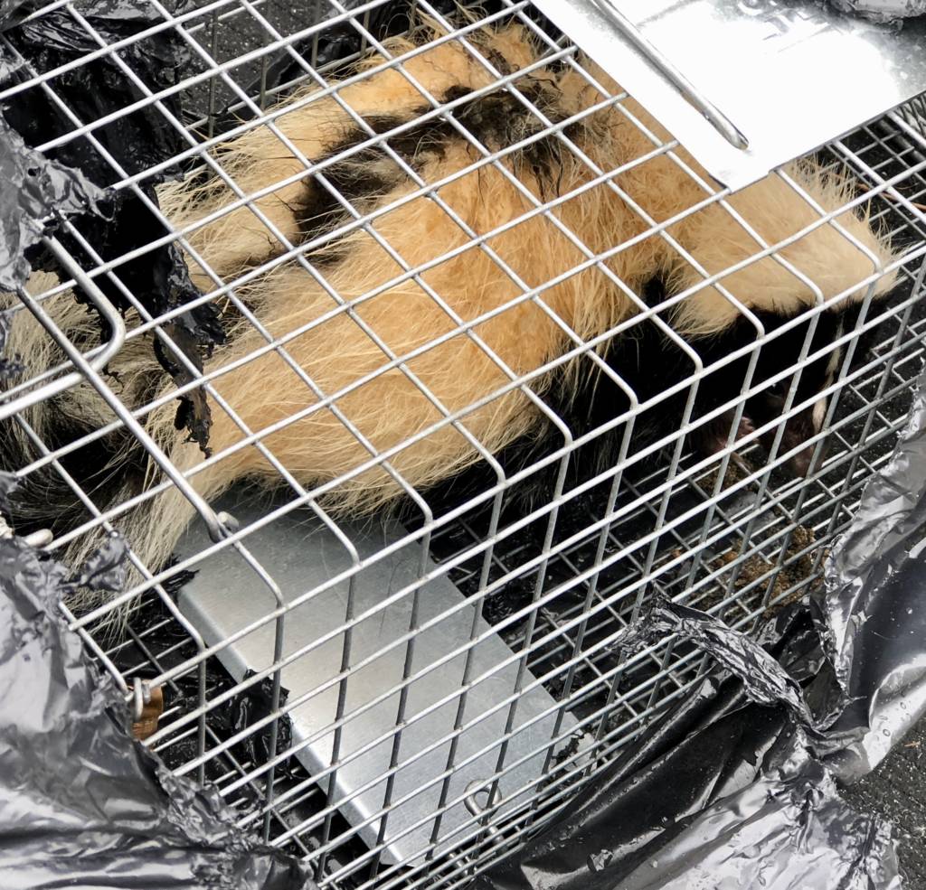 Skunk Removal - Fairfield County, CT - Gray Brothers Wildlife LLC
