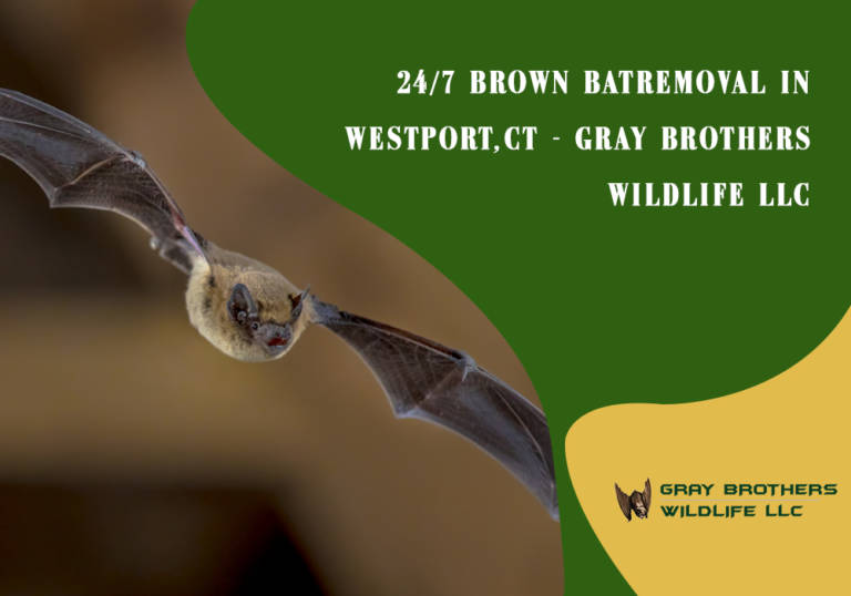 24/7 Brown Bat Removal in Westport, CT – Gray Brothers Wildlife LLC