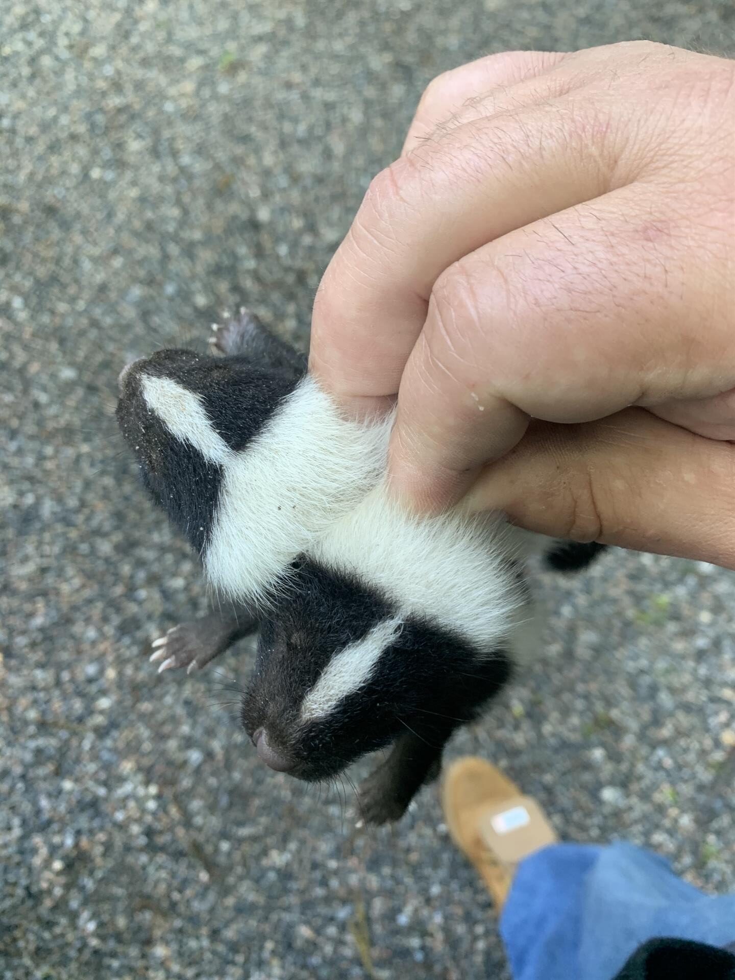 Skunk Removal Gray Brothers Wildlife LLC