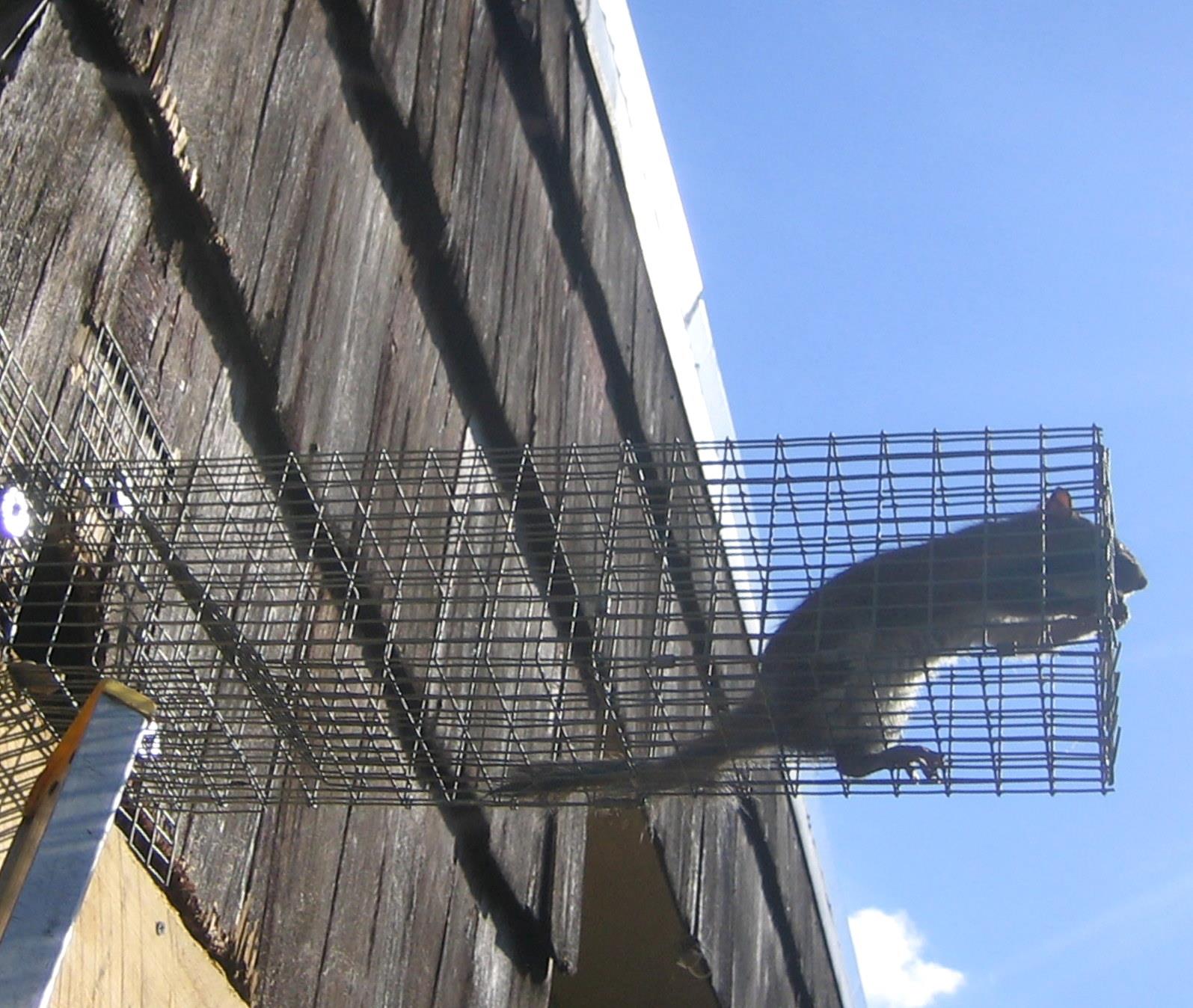 Squirrel Removal - Gray Brothers Wildlife LLC
