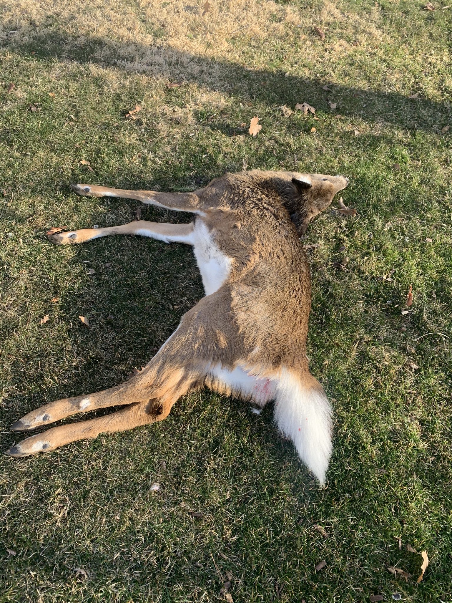 Dead Wildlife Removal Cleanup Gray Brothers Wildlife LLC