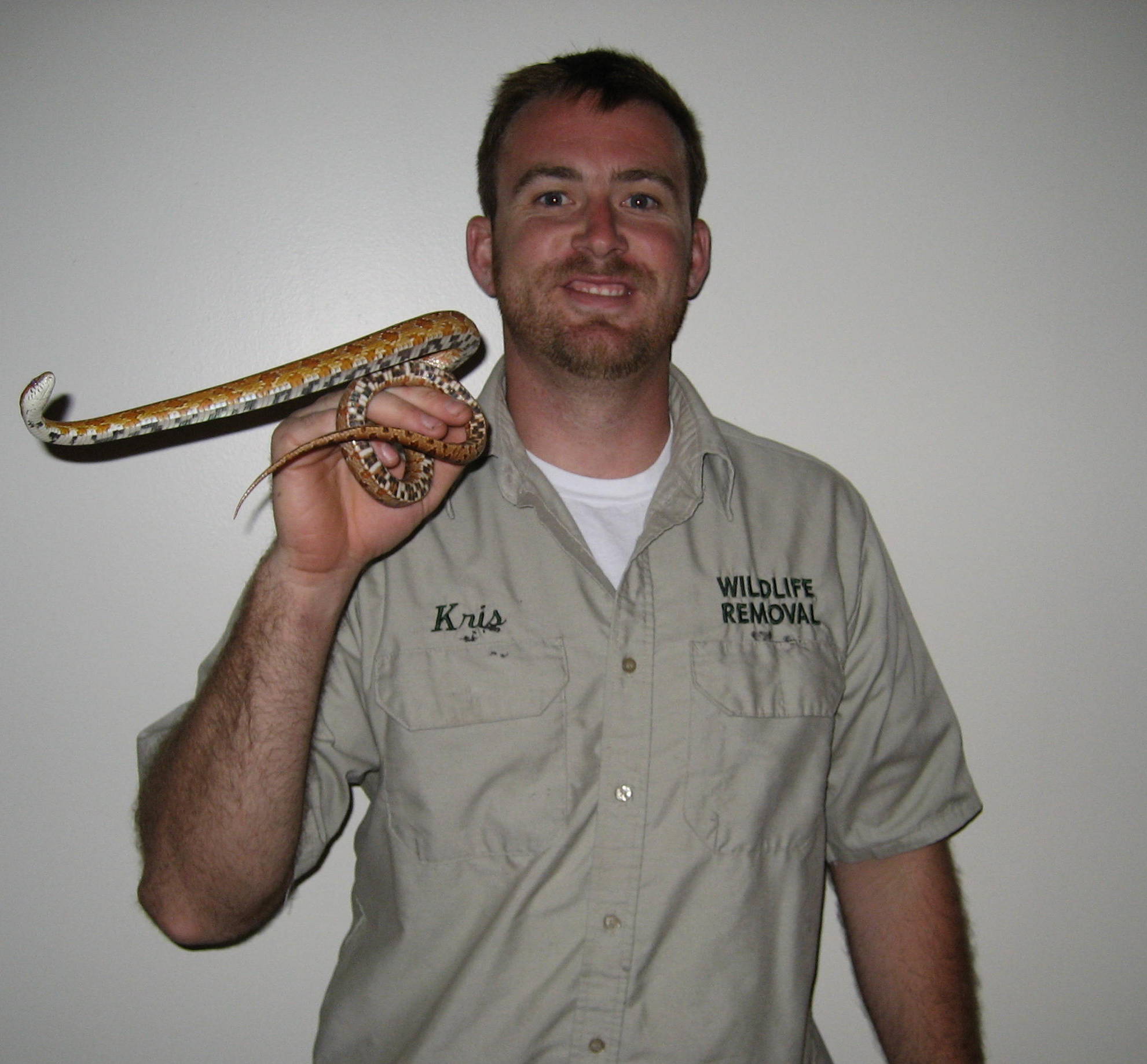 Snake Removal Gray Brothers Wildlife LLC